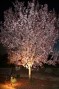 Lighting_30